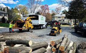 Trusted Hillsboro, KS Tree Care Services Experts